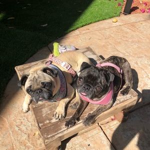 Meet your Posher, Abigail